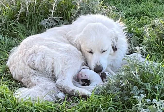 Great Pyrenees Puppies